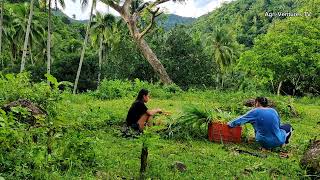 MULATO II GRASS  Sunday transaction  Goat Farming and Pasture Development in the Philippines [upl. by Abas]