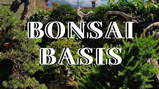 BONSAI BASIS [upl. by Meihar858]