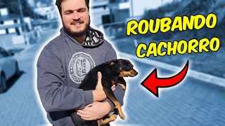 SEQUESTRANDO CACHORROS DE RUA [upl. by Felicio]