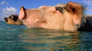 These Swimming Pigs Live a Cushy Lifestyle in the Bahamas [upl. by Vastah]