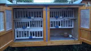 Roller pigeons  making a breeding kit box [upl. by Timothy]