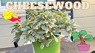 Cheesewood Japanese Pittosporum Bonsai Beginner [upl. by Brittani]