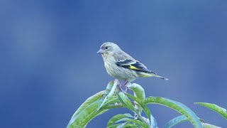 Yellowbreasted Greenfinch  Grahan village 4K [upl. by Tadich]