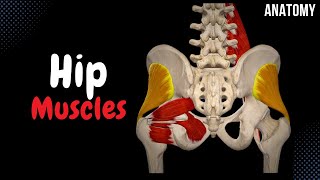 Muscles of the Hip Groups Origin Insertion Function [upl. by Ettennod]