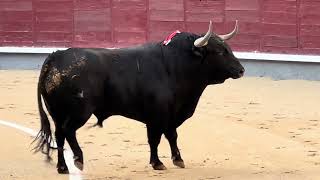 Salida 2º toro de GARCIGRANDE quotCANTEROquot  28septiembre2024  Las Ventas [upl. by Jorge]