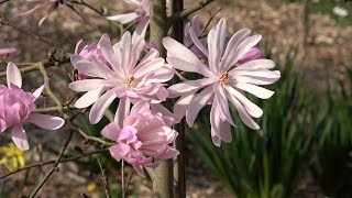 Beautiful Magnolias amp Cherry Blossoms  Ossendrecht the Netherlands [upl. by O'Donnell]