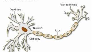 The Neuron Song  Slim Brady ft Melody Minaj [upl. by Levey284]