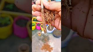 Plant cutting successfully propogate ho gayi 🪴✨ terrace gardening viralvideo cuttings plants [upl. by Rimisac]