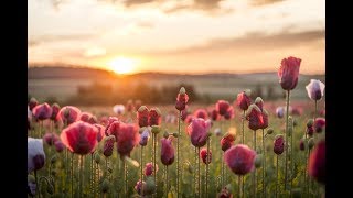 Mohndorf Armschlag – Ein Dorf und seine Blume im Waldviertel [upl. by Kenimod]