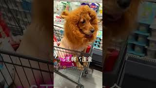 Funny Golden Retriever 1 goldenretriever pets funny [upl. by Yahsat742]