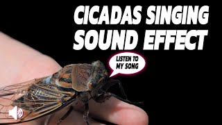 Summer Cicada Sounds In Southern Ontario Canada [upl. by Priscella764]