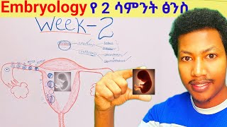 Week  ➋ Embryology የሁለተኛው ሳምንት የፅንስ እድገት embryo week two developmentalbiology ethiopia [upl. by Romilly]