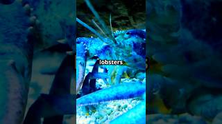 Unbelievable Secrets of 🦞Lobsters Revealed   marinelife lobster facts shorts [upl. by Turnheim]