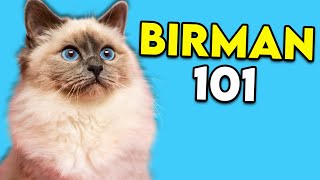 Birman Cat 101  This LongHaired Cat Is Actually Really EASY TO GROOM [upl. by Agate]