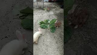 MUYALKUTTY eat teak leaf also love [upl. by Asik504]