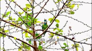 Blue Throated Barbet calling [upl. by Atinauj361]