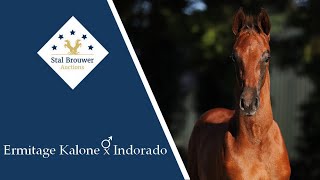 Ermitage Kalone x Indorado stallion [upl. by Anavi]