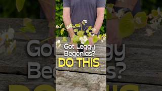 Leggy Begonias Try This Simple Fix [upl. by Galvin912]