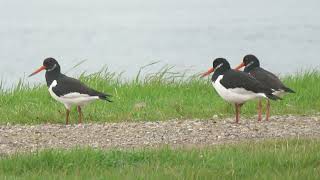 Eurasian Oystercatcher Haematopus ostralegus Rozenburg ZH the Netherlands 10 Nov 2024 21 [upl. by Hbahsur]