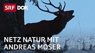 Schweizerischer Nationalpark – 100 Jahre Einsamkeit  NETZ NATUR mit Andreas Moser  DOK  SRF [upl. by Iow53]