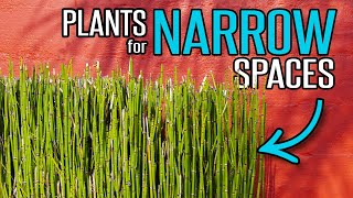 Plants for Narrow Planter Spaces  Garden Tips [upl. by Husein]