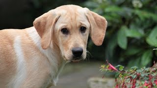 My SWEET dog LabradorRetriever age 16 weeks  PUPPY LOVE [upl. by Weyermann]