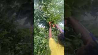 HandPicking Ackees shorts ackee harvest [upl. by Nerta]