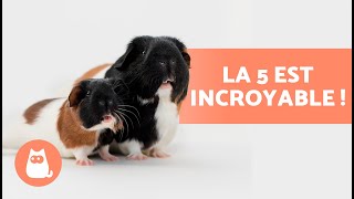 10 FAITS CURIEUX sur les COCHONS DINDE🐹 INCROYABLE [upl. by Nobe]