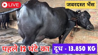 Live 1st Milking 🔴 VillageGurthali NearNarwana Jind  OwnerFatti 9728329548 [upl. by Leipzig]