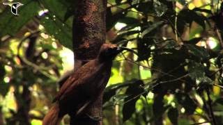 Blackbilled Sicklebill [upl. by Llenal]