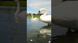 🇮🇪☘ WOOPER SWAN🦢MUTE SWANS🦢CORBET LOUGH IRELAND🎣tranquility💧LIKE👍🙏subscribe🙏FULL video IN site😇zen [upl. by Idnim]