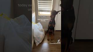 the voice i’m dead😭😭😭 tiktok funny dog real youtubeshorts fypシ゚ viralshorts [upl. by Nojad993]