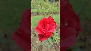 Rose 🌹 fertilizer for flowering 🌷  Organic fertilizer gardening🌿 flowers roseplantgrowingtips [upl. by Gottuard]