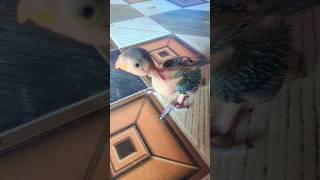 birds China ka pakshi funny pets fact2chop animals [upl. by Nwahsuq535]