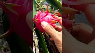 Healthy dragon fruits  dragon fruit harvesting  shorts dragonfruit [upl. by Igiul]