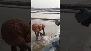 salt making process salt making pavanbunga viral trending instagram likes fishing shorts [upl. by Bartholomew48]