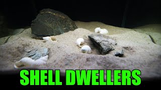 Setting up a shell dweller aquarium  Neolamprologus similis [upl. by Atsyrt]