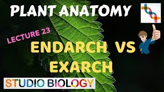 Plant Anatomy 23  Endarch vs Exarch conditions [upl. by Hale]