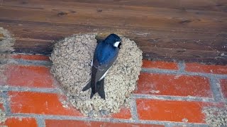 Common House Martins or Northern House Martins Delichon urbicum  Mehlschwalben [upl. by Ailido]