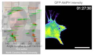 biosights February 16 2015  Filopodia point the way for haptotaxis [upl. by Nnaasil]