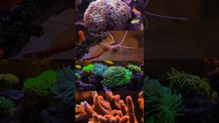 Our Reefing Journey 🐚 marineaquarium [upl. by Yrocaj]