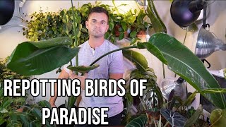 repotting a large birds of paradise [upl. by Oraneg]