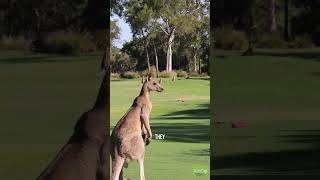 KangarooFactsAnimalBalanceWildlifeTriviaNatureFunFacKangarooKnowledgeWildlifeWonders [upl. by Lavern549]