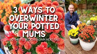 3 Ways to Overwinter Your Potted Mums shorts 😀 [upl. by Winshell]