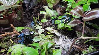 Dart Frog feeding [upl. by Ashlie]