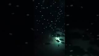 Flashlight fish aquarium fish flashlight diving viralshort [upl. by Ylrahc]