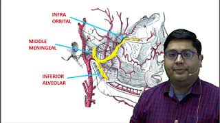 DAMS Medicine Unplugged Anatomy Persistent Stapedial Artery [upl. by Adrahc259]