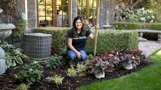 Planting Red Rover Heucherella in My Moms Garden  Garden Answer [upl. by Esadnac645]