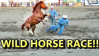 WILD HORSE RACE CRAZY [upl. by Hamlani]