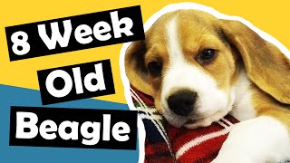 8 week old Beagle puppy’s first week at home 🐶 [upl. by Atsirtal380]